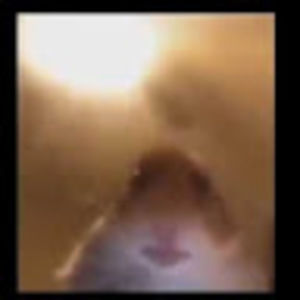 Meet your Posher, Irving